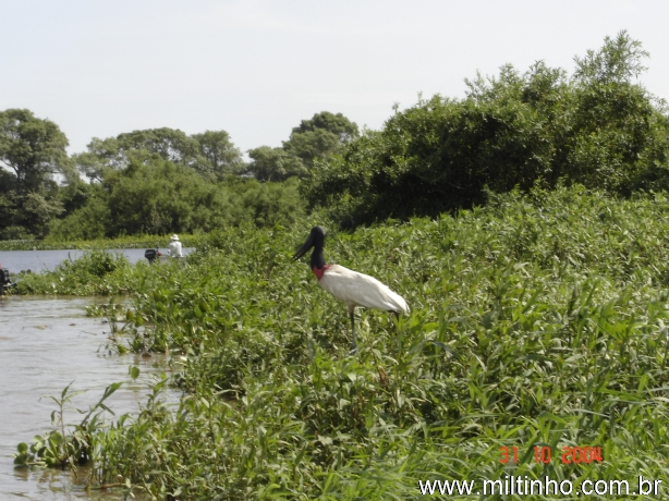 Foto - Lontra (10).jpg